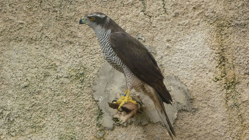 Close-up of bird perching on wall