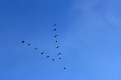 Low angle view of birds flying in sky