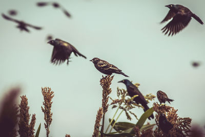 Low angle view of bird flying