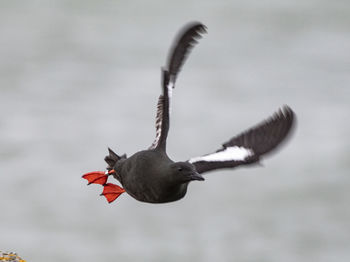 Bird flying in the sky