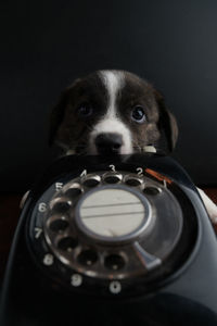 Close-up portrait of a dog over black background