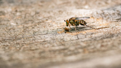 Close-up of insect on land