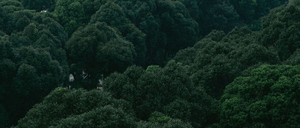 Full frame shot of trees in forest