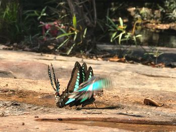 Close-up of butterfly on land