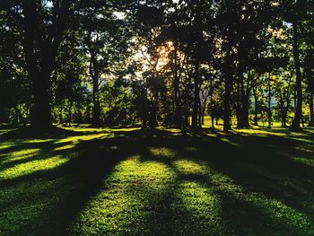 Trees in sunlight