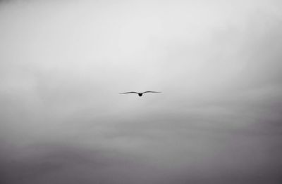Low angle view of birds flying in sky