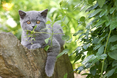 Adorable grey fluffy kitten of the british breed walks in the outdoors