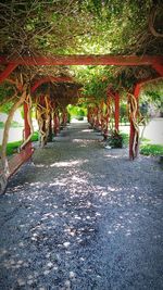 Trees in park