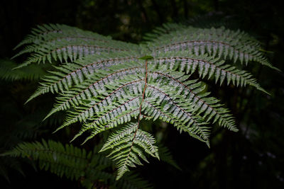 Close-up of fern leaves