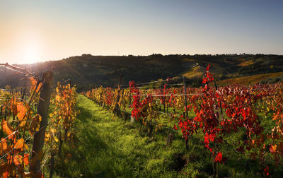 View of vineyard against sky