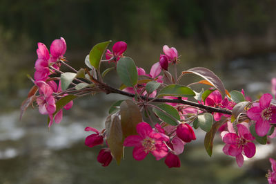 Close-up of pink flowering plant
