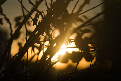 Close-up of silhouette tree against sunset sky