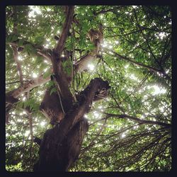 Low angle view of trees in forest