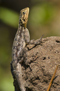 Close-up of lizard