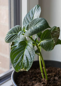 Illness of hydrangea due to lack of water.