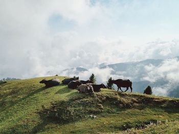 Cows on field against sky