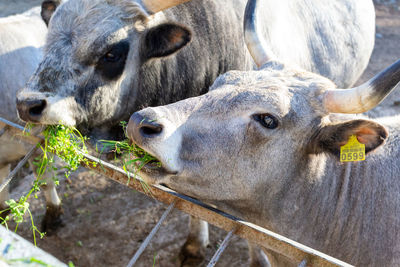 Beautiful cow eating grass in the zoo close up portrait