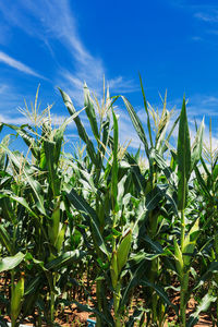 Crops growing on field against sky