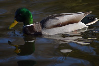 Duck swimming in lake