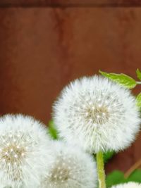 Close-up of white dandelion flower