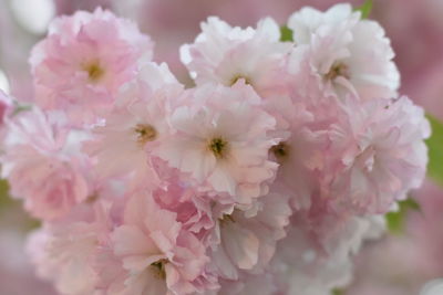 Close-up of pink cherry blossoms