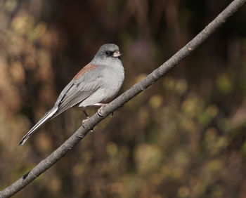 Close-up of bird perching on branch