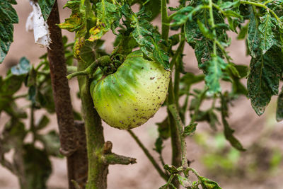 Close-up of fruit growing on tree