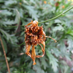 Close-up of plant against blurred background