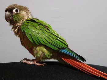 Close-up of parrot perching