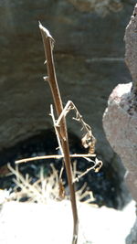 Close-up of dead plant on land