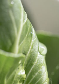Close-up of green leaves
