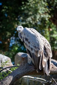 Close-up of owl perching on branch