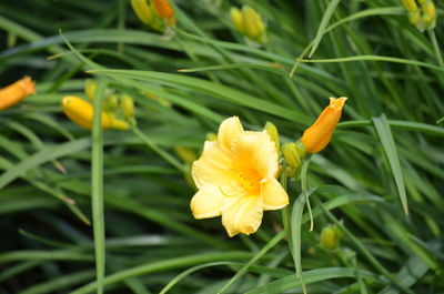 Close-up of yellow day lily blooming outdoors