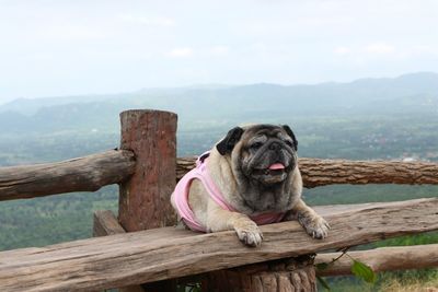 Portrait of dog relaxing on wood