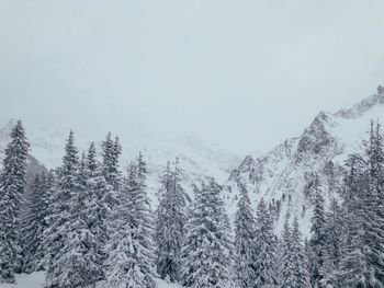 Pine trees on snowcapped mountains against sky