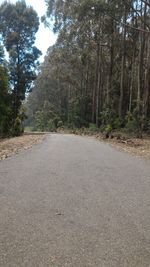 Road amidst trees