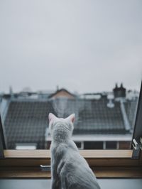 Rear view of cat looking through window at home