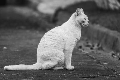 View of a cat looking away