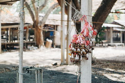 Close-up of plants hanging on tree by building