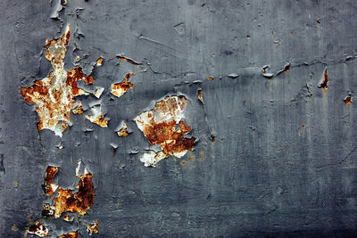 Close-up of autumn leaves on wall