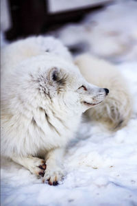 Close-up of a dog