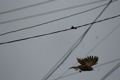 Low angle view of eagle flying against clear sky