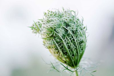 Close-up of thistle plant