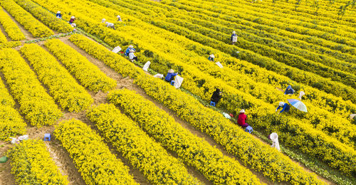 High angle view of flowering plants on field