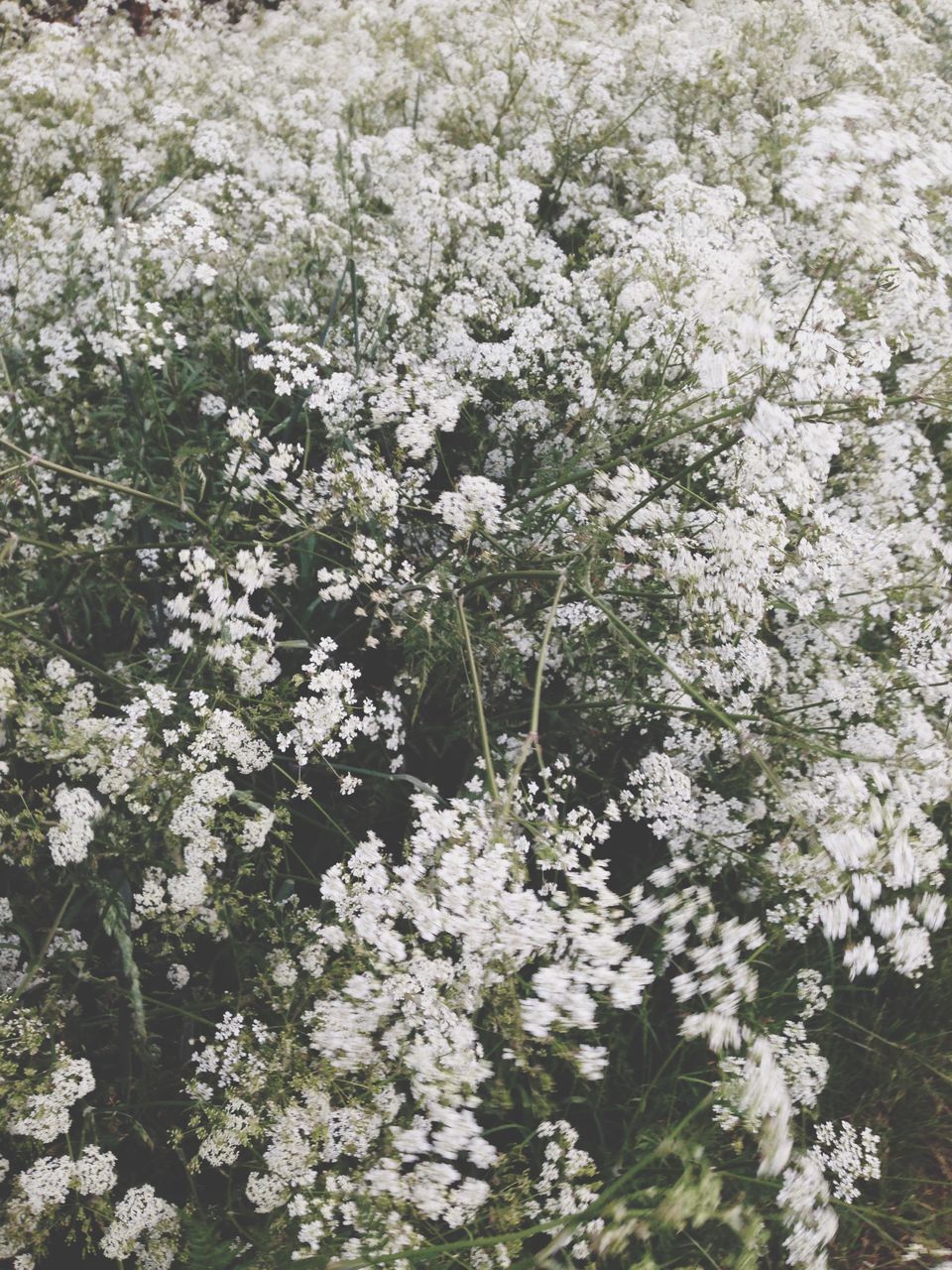 CLOSE-UP OF WHITE FLOWERING PLANT AGAINST TREE