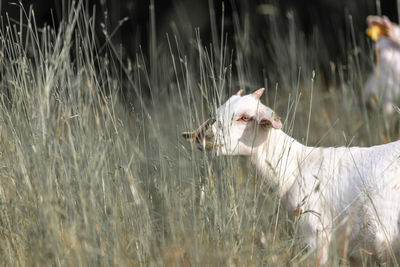 Dog standing on field