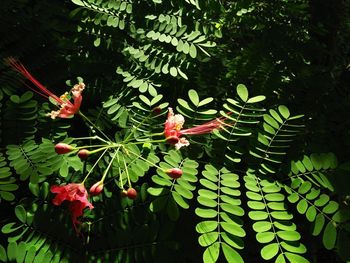 Close-up of red flowering plant