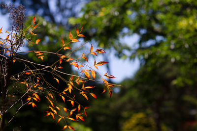 Low angle view of maple leaves on tree against sky