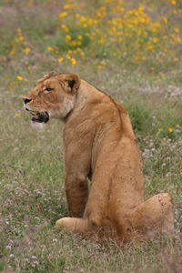 Side view of a lion
