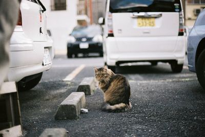 Cat sitting in car